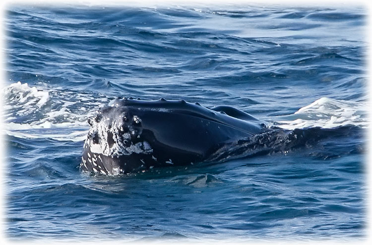 3 hour Discovery Cruise on Ocean Tracker