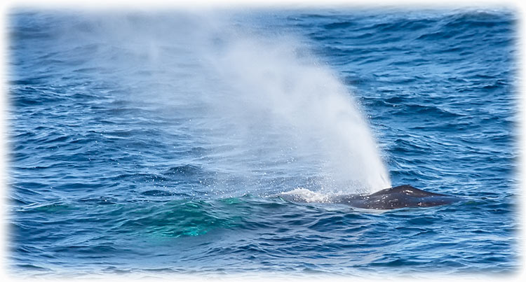 3 hour Discovery Cruise on Ocean Tracker