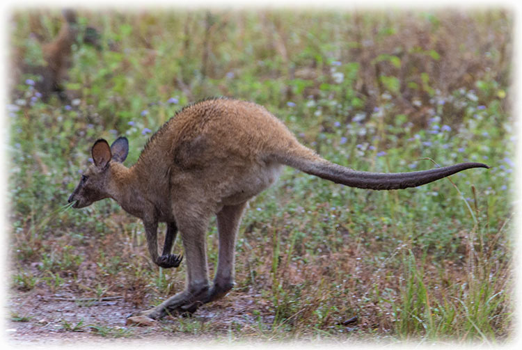 Jabiru Safari Lodge