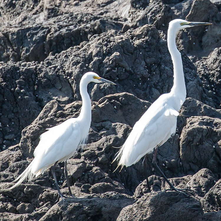 Birding/ Bird watching in Japan - 三宅島空港 - Miyakejima Airport