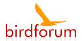 Birdforum