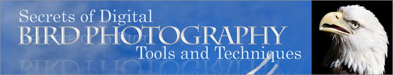 www.digitalbirdphotography.com