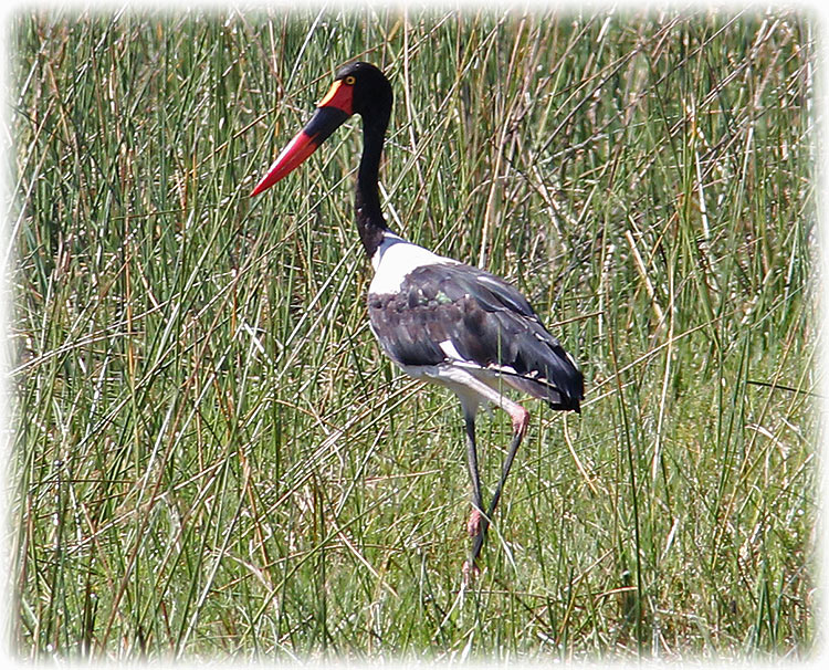 Saddle-billed Stork, Ephippiorhynchus senegalensis