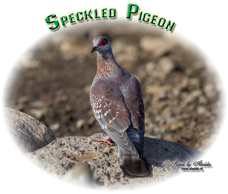 Speckled Pigeon, Columba guinea, African Rock Pigeon