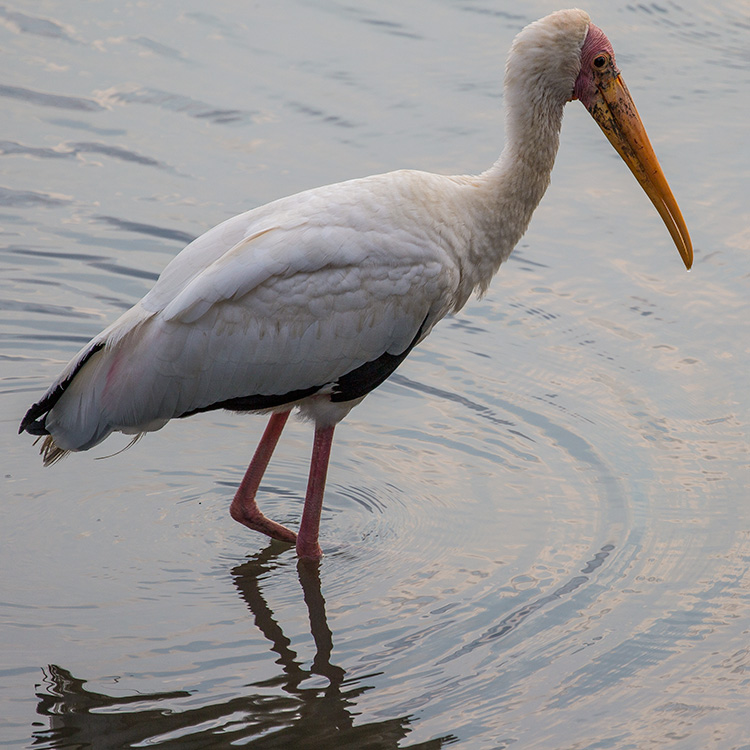 Milky Stork, Mycteria cinerea