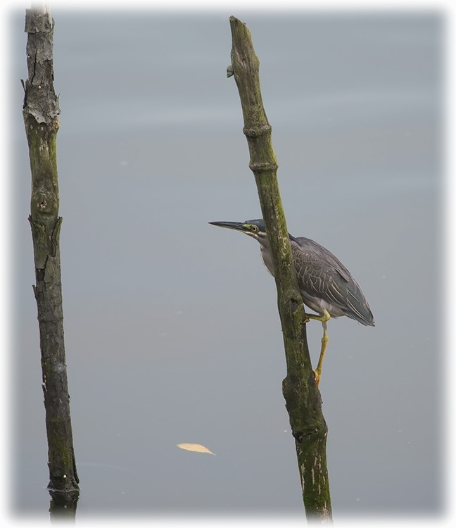 Striated Heron, Little heron, Butorides striata, นกยางเขียว