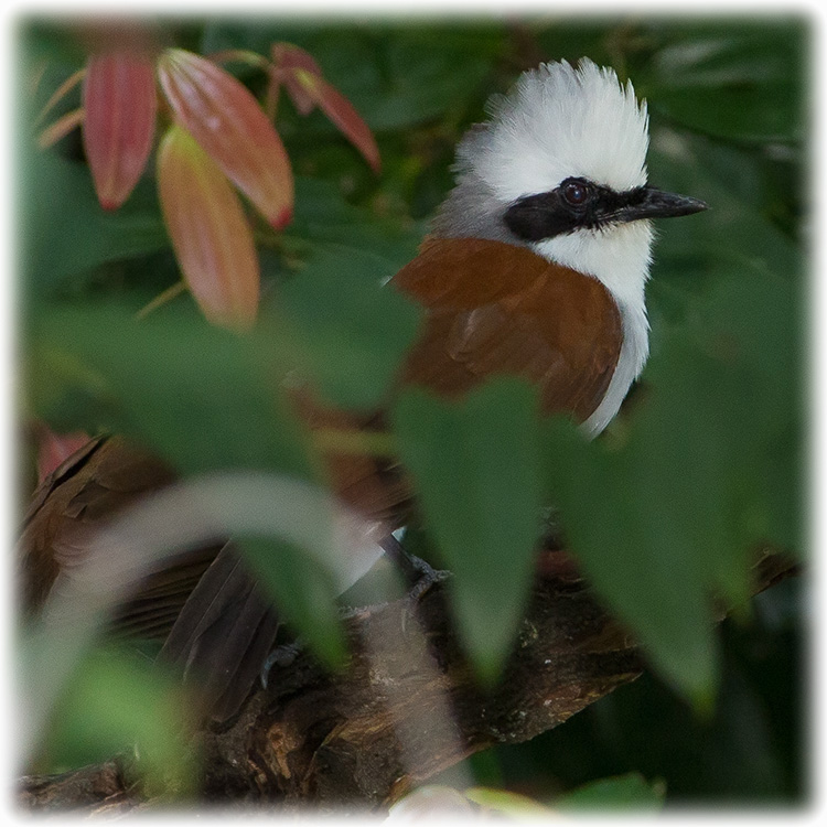 White-crested Laughingthrush, Garrulax leucolophus, นกกะรางหัวหงอก