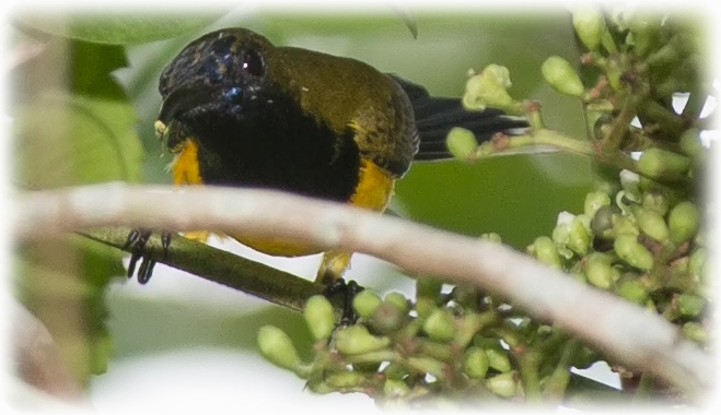 Olive-backed Sunbird, Cinnyris jugularis, นกกินปลีอกเหลือง