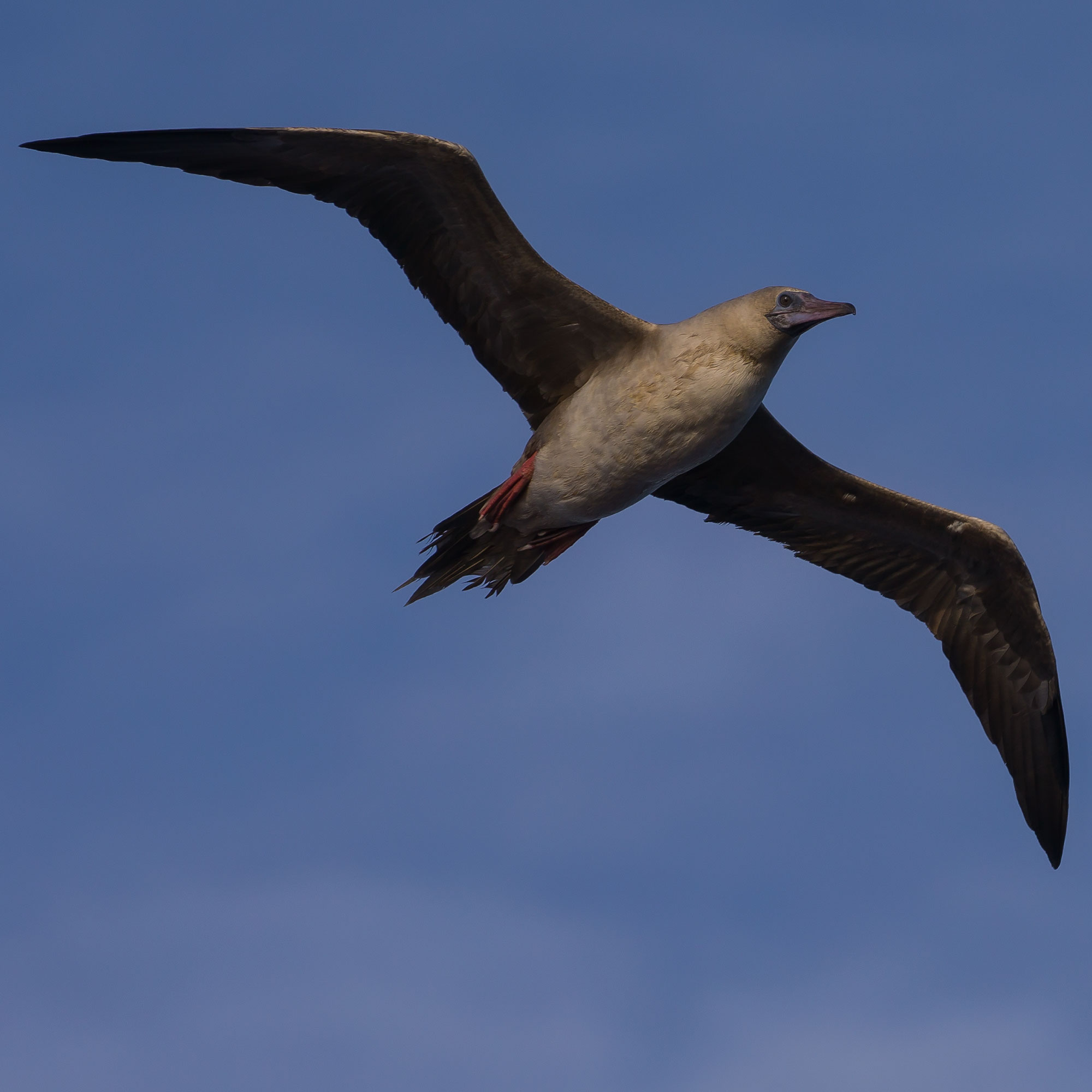 Red-footed Booby, Sula sula, นกบู๊บบี้ตีนแดง