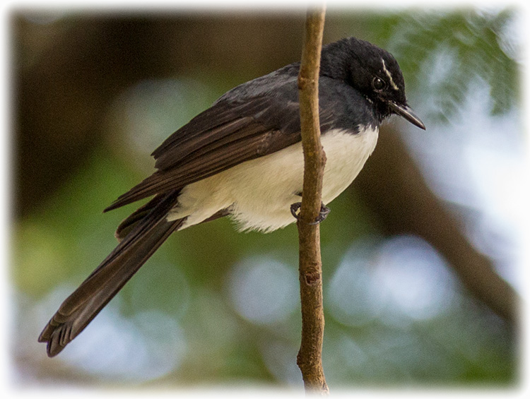 Willie Wagtail, Willy Wagtail, Rhipidura leucophrys