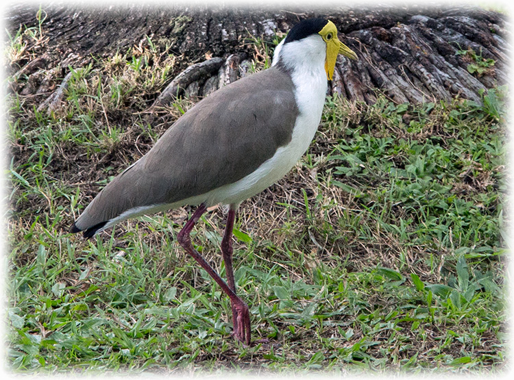 Masked lapwing, Masked Plover, Spur-winged Plover, Vanellus miles