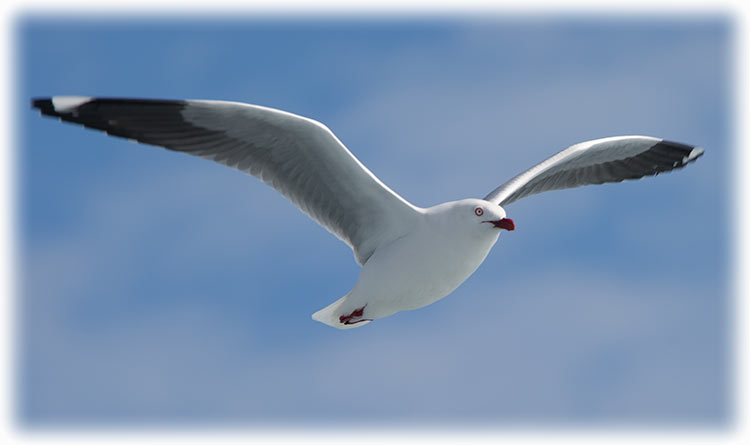 Silver gull, Chroicocephalus novaehollandiae