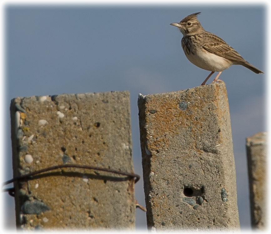 Crested Lark, Galerida cristata