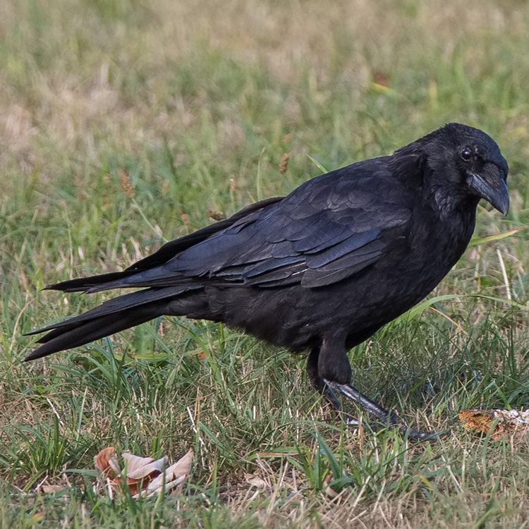 Carrion crow, Corvus corone, Kråka