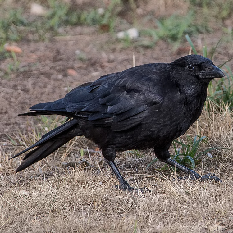 Carrion crow, Corvus corone, Kråka