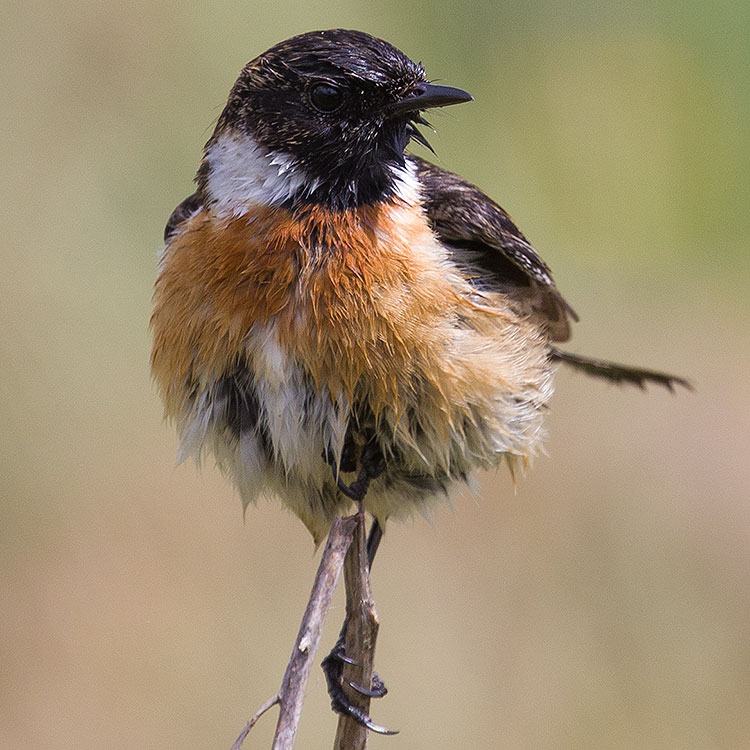 European Stonechat, Saxicola rubicola