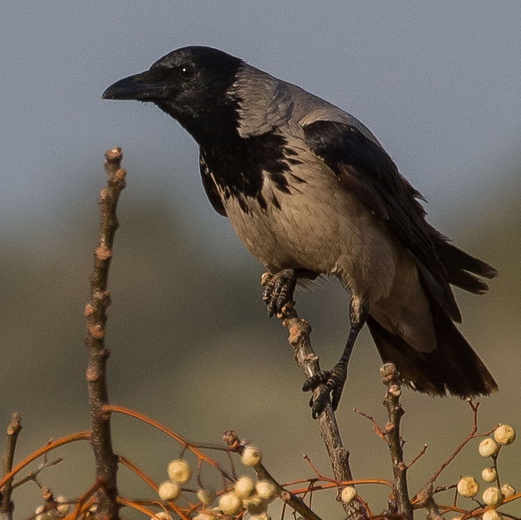 Hooded Crow, Corvus cornix, Kråka