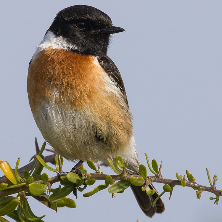 European Stonechat, Saxicola rubicola