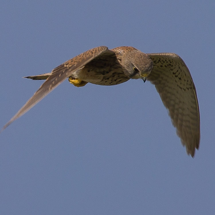 Common Kestrel, European kestrel, Eurasian kestrel, Falco tinnunculus, Tornfalk