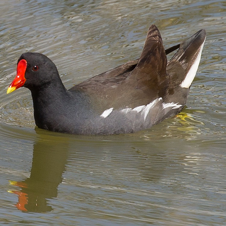 Common Moorhen, Gallinula chloropus, Rörhöna