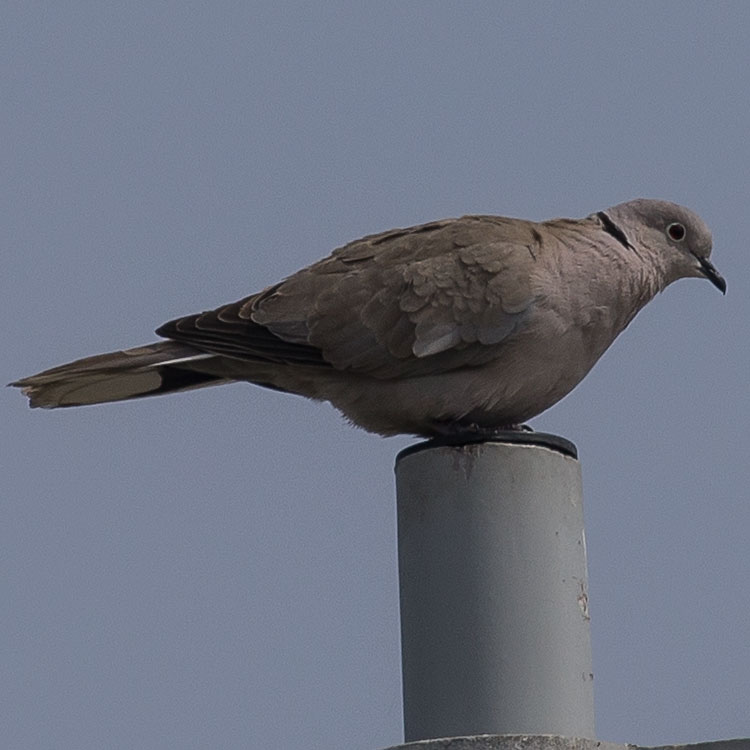 Eurasian Collared Dove, Collared Dove, Turkduva, Streptopelia decaocto