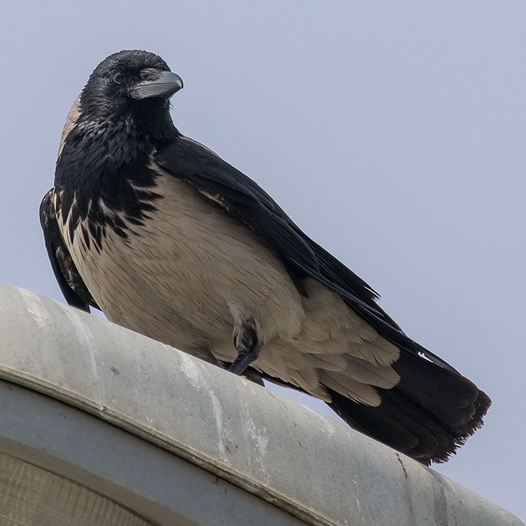 Hooded Crow, Corvus cornix, Kråka