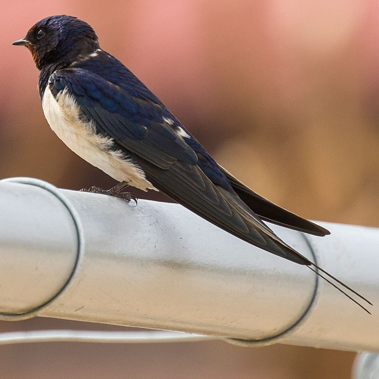 Barn Swallow, Hirundo rustica, Ladusvala, นกคุ่มอกลาย