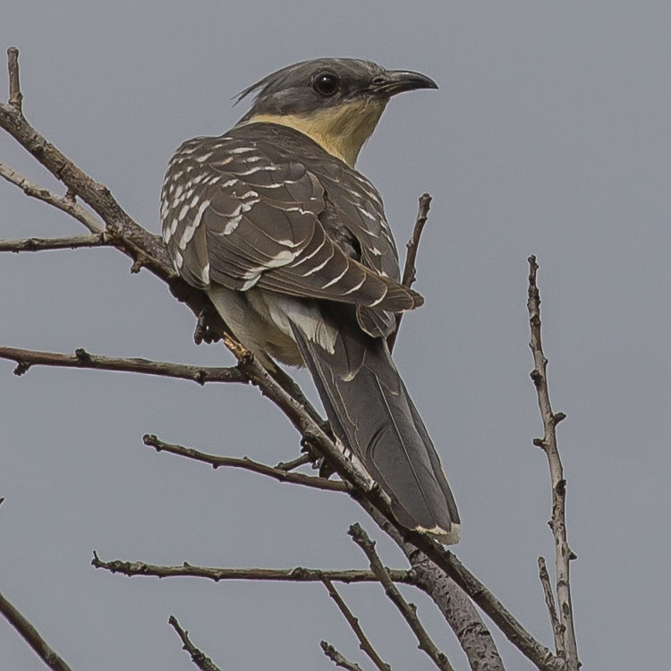 Great Spotted Cuckoo, Clamator glandarius