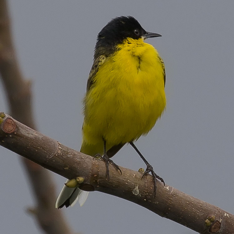 Western Yellow Wagtail, Motacilla flava, Gulärla