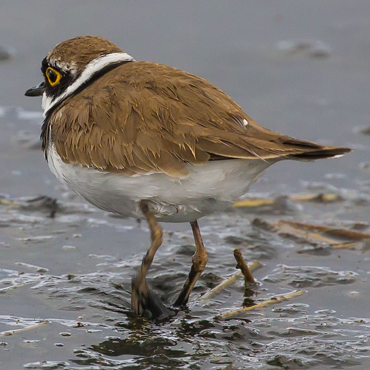 Little Ringed Plover, Charadrius dubius, Mindre Strandpipare, นกหัวโตเล็กขาเหลือง