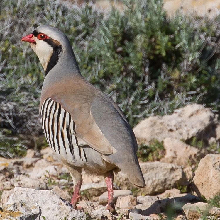 Chukar Partridge, Alectoris chukar, Chukar