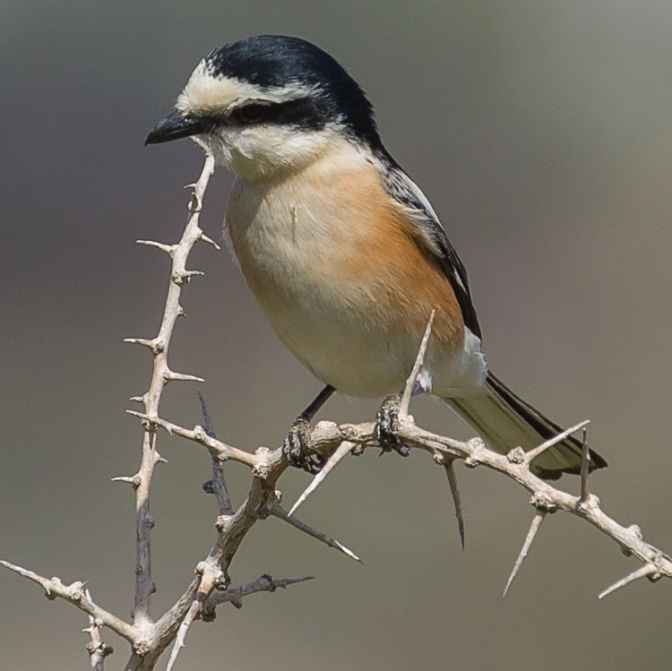 Masked Shrike, Lanius nubicus