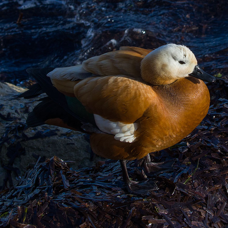 Ruddy shelduck, Brahminy Duck, चखेवा, Tadorna ferruginea