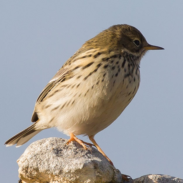 Meadow Pipit, Anthus pratensis, Ängspiplärka
