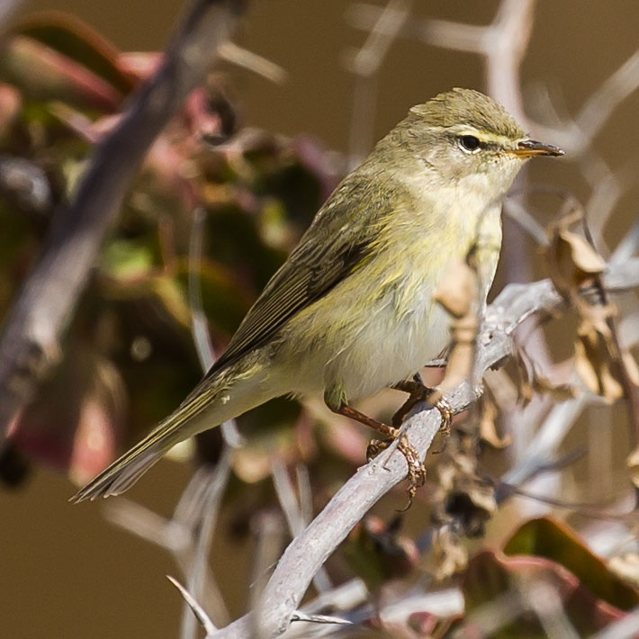 Willow Warbler, Phylloscopus trochilus, Lövsångare