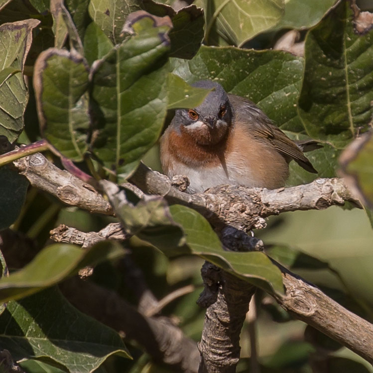 Western Subalpine Warbler, Curruca iberiae