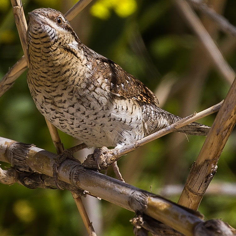Eurasian Wryneck, Northern Wryneck, Jynx torquilla