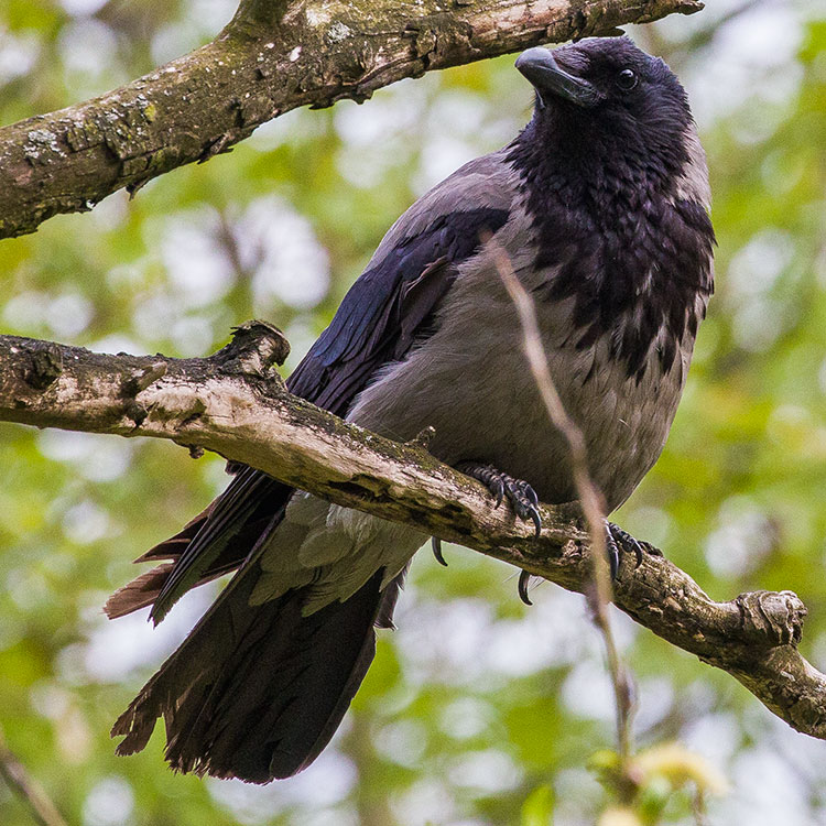 Hooded Crow, Corvus cornix, Kråka