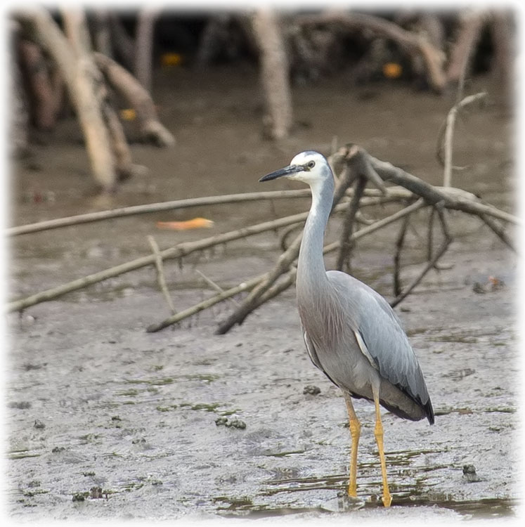 White-faced heron, White-fronted heron, Egretta novaehollandiae