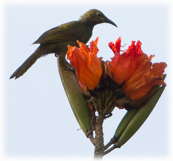 Giant Honeyeater or duetting giant honeyeater, Gymnomyza brunneirostris