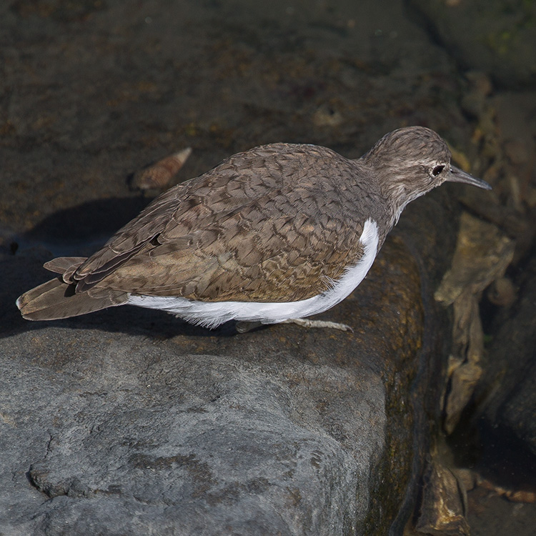 Common Sandpiper, Actitis hypoleucos, Drillsnäppa, イソシギ, นกเด้าดิน