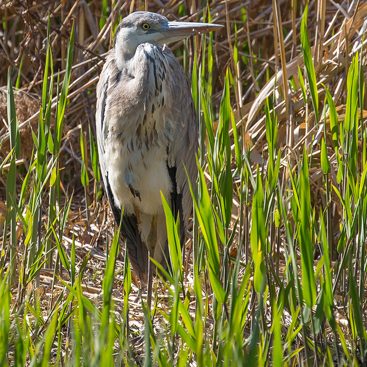 Grey Heron, Gråhäger, Ardea cinerea, นกกระสานวล, アオサギ