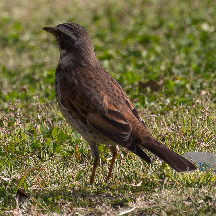 Dusky Thrush, Turdus eunomus, ツグミ