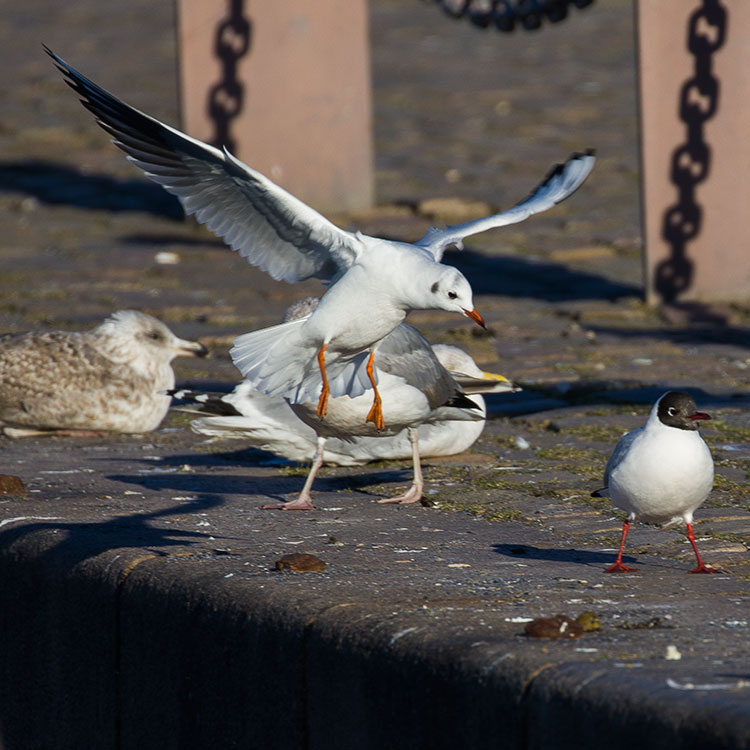 Black-headed Gull, Chroicocephalus ridibundus, Skrattmås