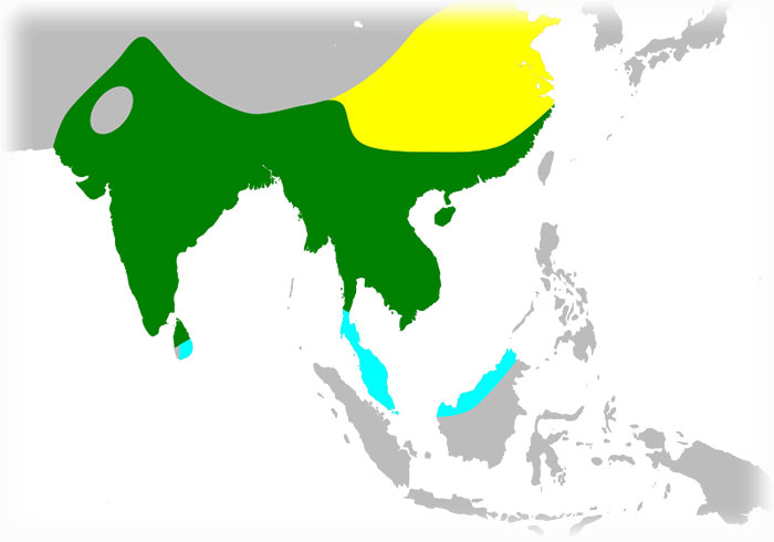 Black Drongo, कालो चिबे, Dicrurus macrocercus, นกแซงแซวหางปลา