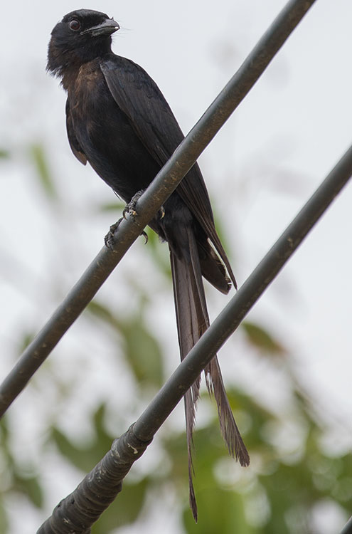 Black Drongo, कालो चिबे, Dicrurus macrocercus, นกแซงแซวหางปลา