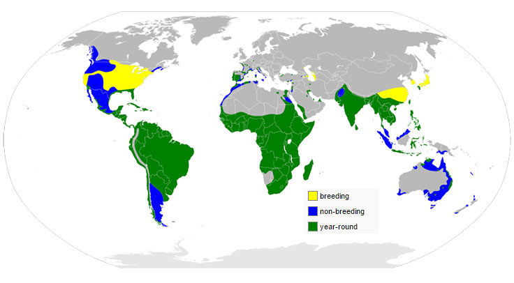 Cattle Egret, Bubulcus ibis