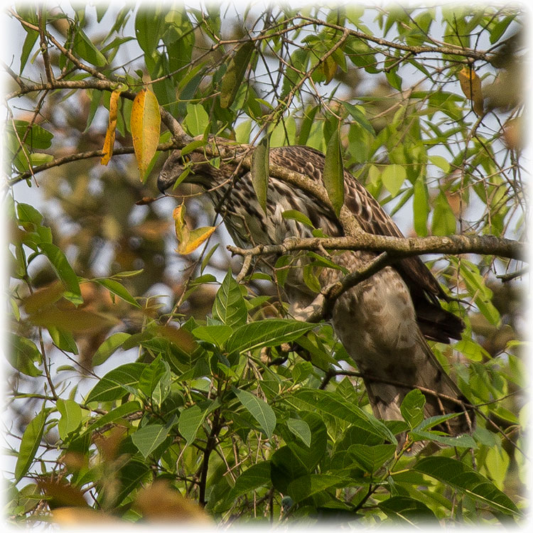 Changeable Hawk-eagle, शदलचील, Nisaetus cirrhatus