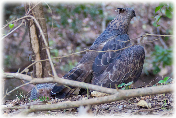 Changeable Hawk-eagle or Crested hawk-eagle, Nisaetus cirrhatus