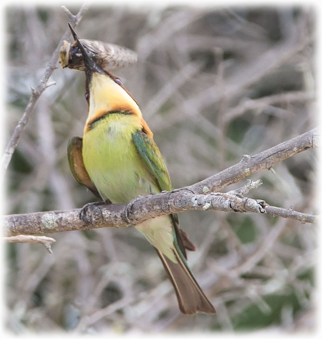 Chestnut-headed Bee-eater, Merops leschenaulti, Bay-headed Bee-eater